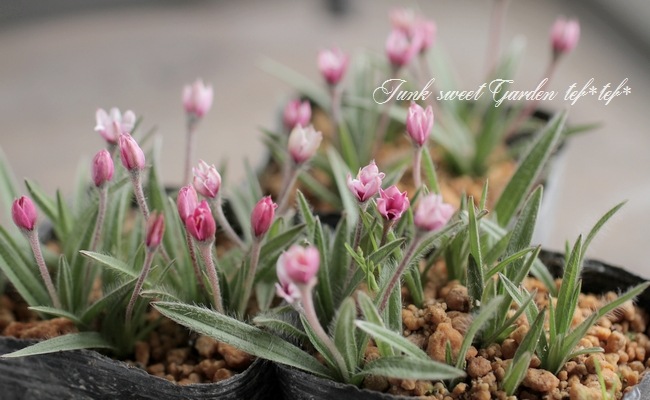 Ȭ�ź餭���åĺ� �����ɥҥݥ��������إ��塼��å׺餭��