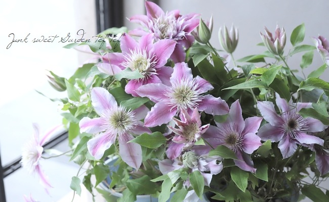 クレマチス 『ジョセフィーヌ』 変わり咲き | すべての商品 | | Junk