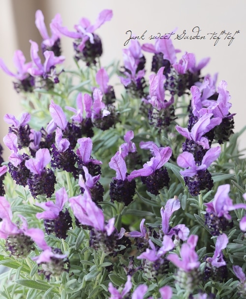 レア！試験品種フレンチラベンダー 『ツインサマー』 | すべての商品