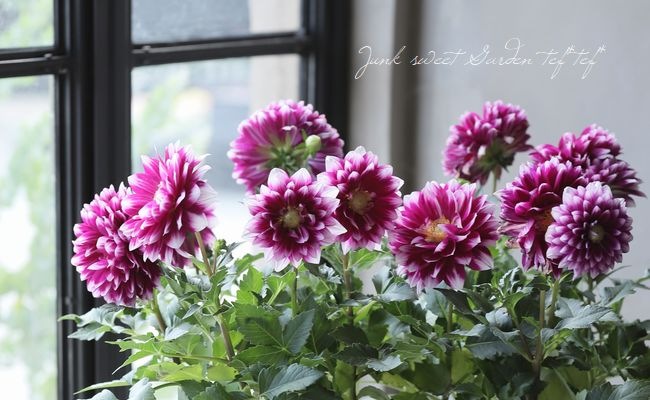 ダリア 『ダリーニャマキシ・カンクン』 | すべての商品 | | Junk