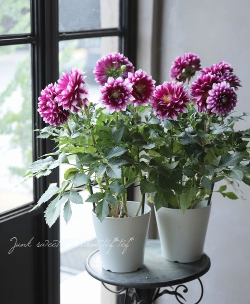 ダリア 『ダリーニャマキシ・カンクン』 | すべての商品 | | Junk