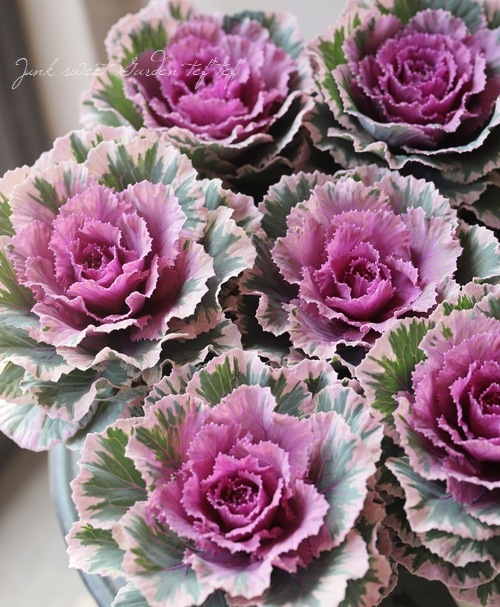 □葉牡丹 マルモ・ドルチェ スパークリング 『シェル』 | すべての商品