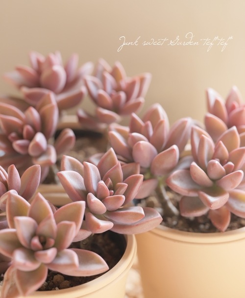 多肉植物】 『ブロンズ姫』 グラプトペタルム属 いとうぐりーん