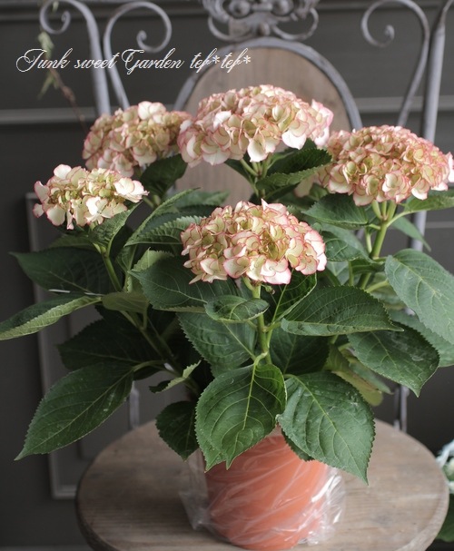 紫陽花 『HBA マリーテレース』 | すべての商品 | | Junk sweet