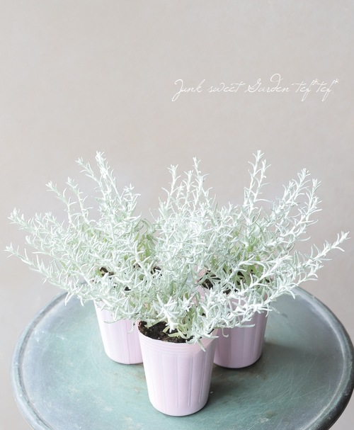 �إꥯ�ꥵ�ࡡ�إ���ӥ����֥å����� ���졼�ץ���