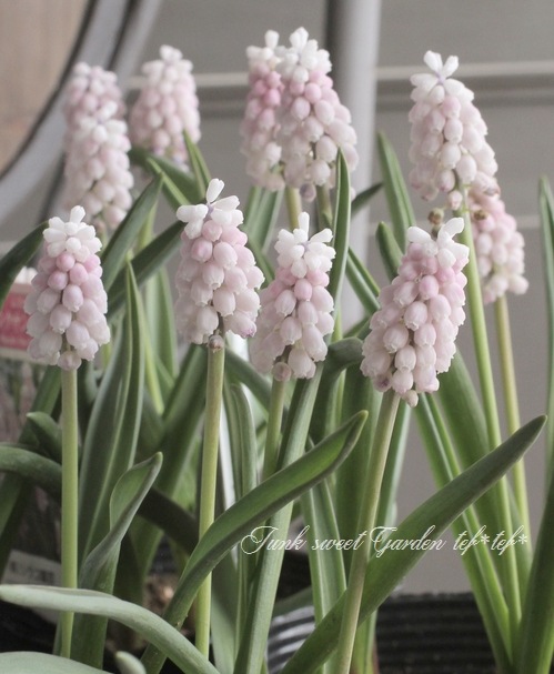 ڵ庬 ॹ إԥ󥯥饤 庬3