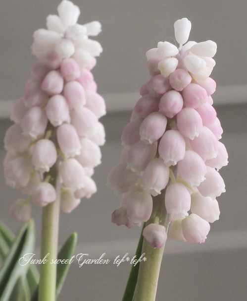 ڵ庬 ॹ إԥ󥯥饤 庬3