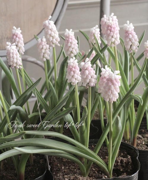 ڵ庬 ॹ إԥ󥯥饤 庬3