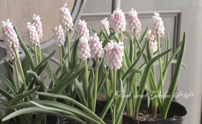 球根】 ムスカリ 『ピンクサンライズ』 球根3球 | 球根 | | Junk