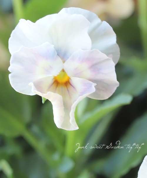 ○ビオラ 『最新品種オリジナルアソート』 花日和オリジナル | すべて