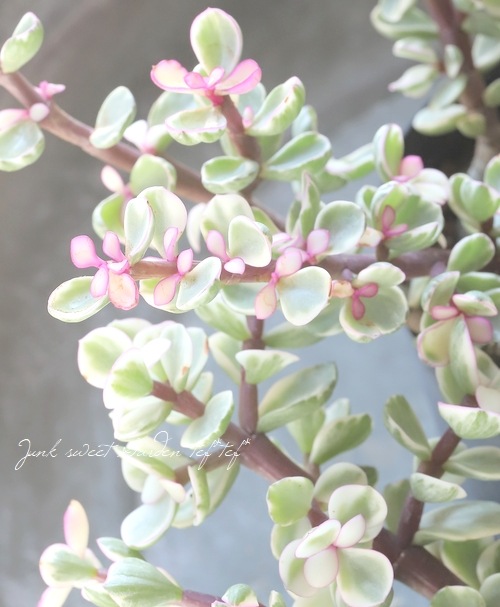 桃子の舞 多肉植物 雅楽の舞錦 斑入り レア 12月4日【多肉植物】お迎え（マニアック）、カランコエ属 | 多肉、虫