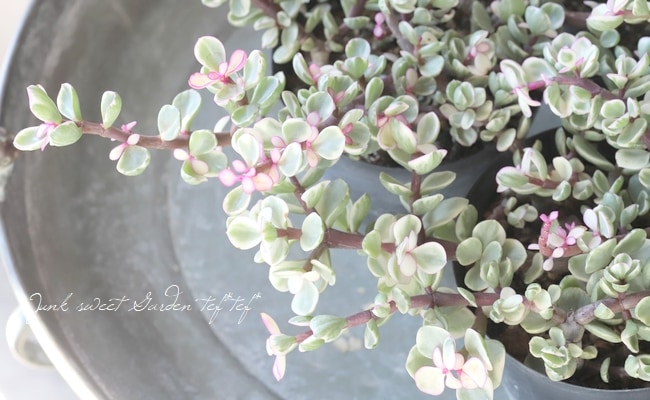 桃子の舞 多肉植物 雅楽の舞錦 斑入り レア ポーチュラカリア 「桃子の舞」