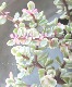 ��¿����ʪ�� �ݡ�����饫�ꥢ�� �����Ҥ����