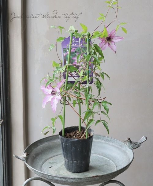 クレマチス・フロリダ系 『響 -ひびき-』 | すべての商品