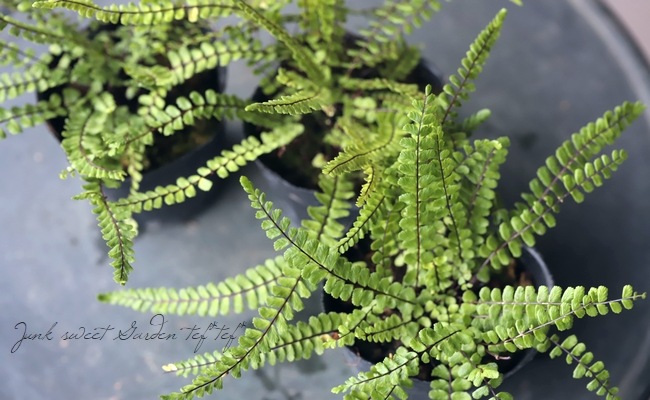 ץ˥ࡦȥꥳޥͥإ㥻󥷥