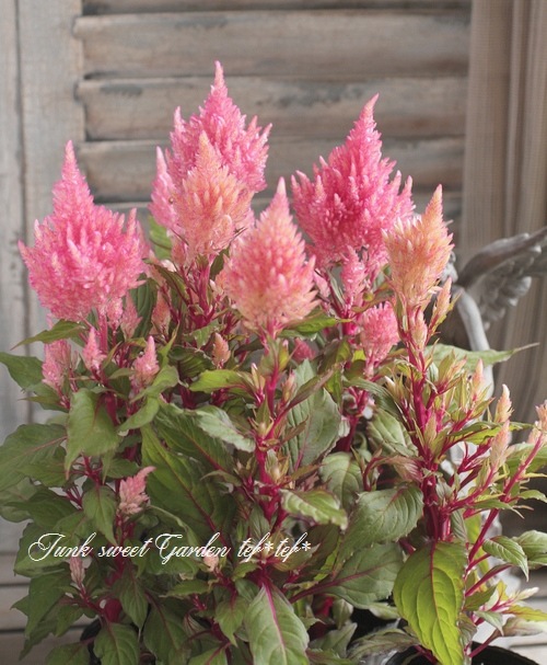 ケイトウ スマートルック ロマンティカ すべての商品 Junk Sweet Garden Tef Tef