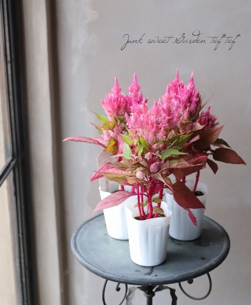 ケイトウ スマートルック ロマンティカ すべての商品 Junk Sweet Garden Tef Tef