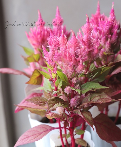 ケイトウ スマートルック ロマンチカ すべての商品 Junk Sweet Garden Tef Tef