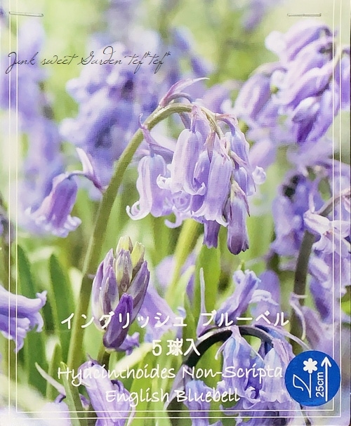 球根 ヒヤシンソイデス イングリッシュ ブルーベル すべての商品 Junk Sweet Garden Tef Tef 球根 ヒヤシンソイデス イングリッシュ ブルーベル すべての商品 Junk Sweet Garden Tef Tef