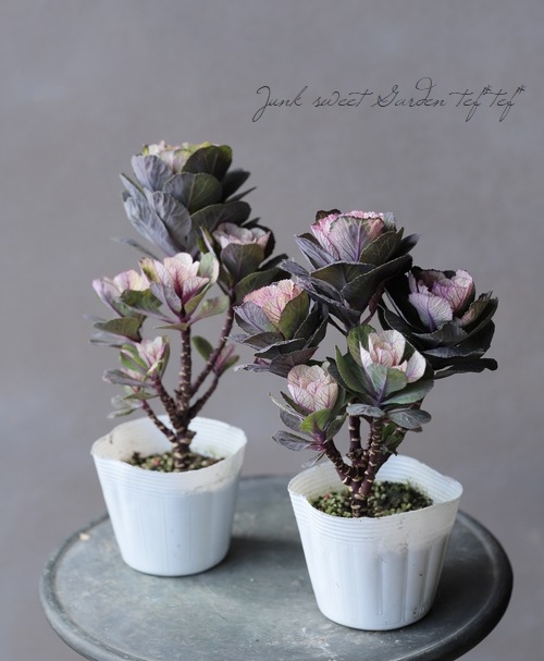 ƥ顼ղð٤Ωơ벻--١50%off