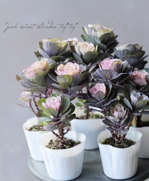 ƥ顼ղð٤Ωơ벻--١50%off