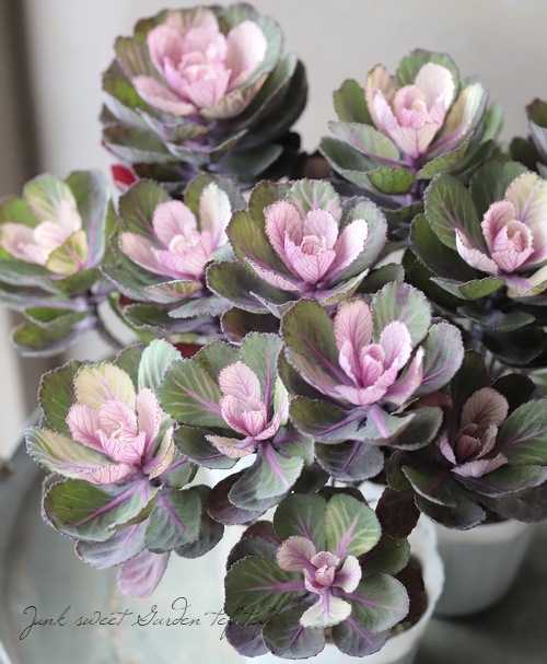 ƥ顼ղð٤Ωơ벻--١50%off