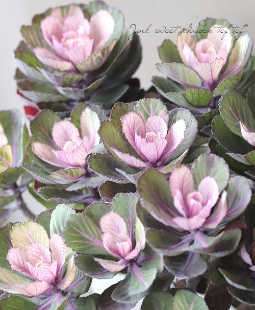 ƥ顼ղð٤Ωơ벻--١50%off