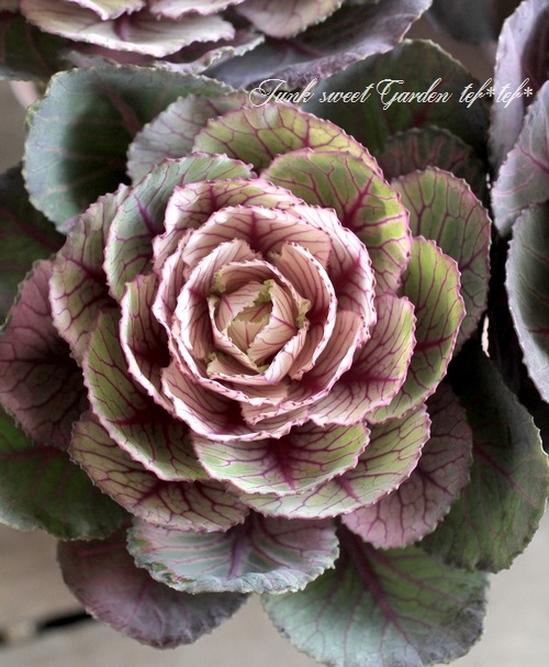 ƥ顼ղð٤Ωơ벻--١50%off