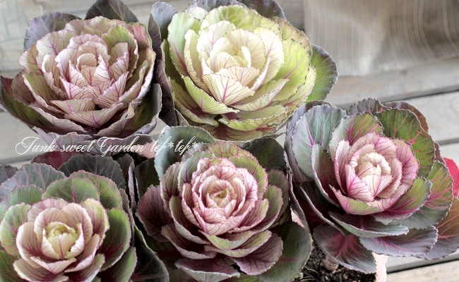 ƥ顼ղð٤Ωơ벻--١50%off