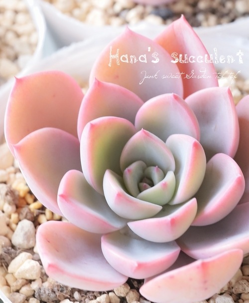 ��¿����ʪ�ۥ����٥ꥢ �إ륨��� �ڤϤʤ�����¿���ۡ�