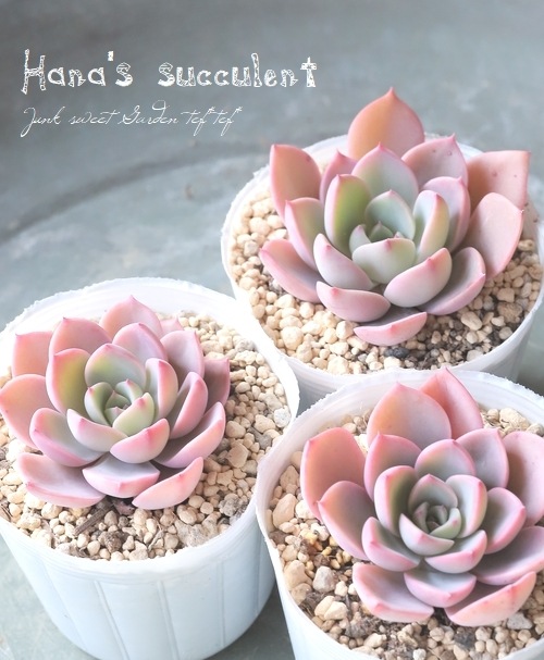 ��¿����ʪ�ۥ����٥ꥢ �إ륨��� �ڤϤʤ�����¿���ۡ�