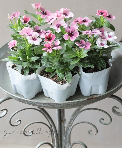 �������ݥ��ꥸ�ʥ�ۥ˥��˥��������إ�͡١��ڥ���ƥ������ԥ󥯡�