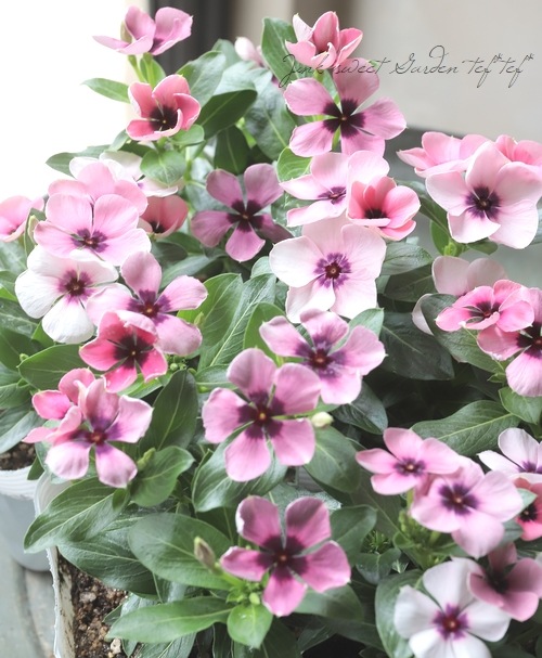 �������ݥ��ꥸ�ʥ�ۥ˥��˥��������إ�͡١��ڥ���ƥ������ԥ󥯡�