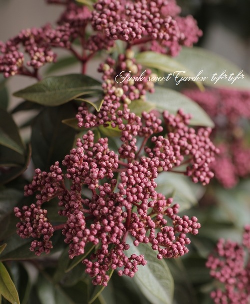 �ӥС��ʥࡡ�إƥ��̥��١����Х��ޥ���