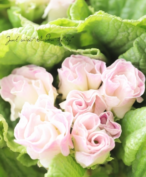 松原園芸さん】バラ咲きプリムラ・マビリア 『パープルホワイト