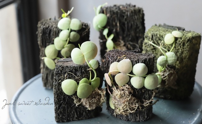 �ڴ��տ�ʪ�� �ǥ������ǥ��� �إ���֥ꥫ�����١�