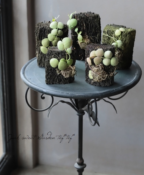 �ڴ��տ�ʪ�� �ǥ������ǥ��� �إ���֥ꥫ�����١�