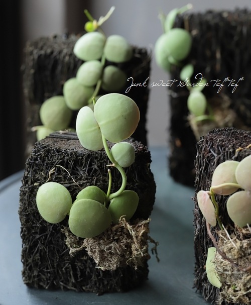 �ڴ��տ�ʪ�� �ǥ������ǥ��� �إ���֥ꥫ�����١�