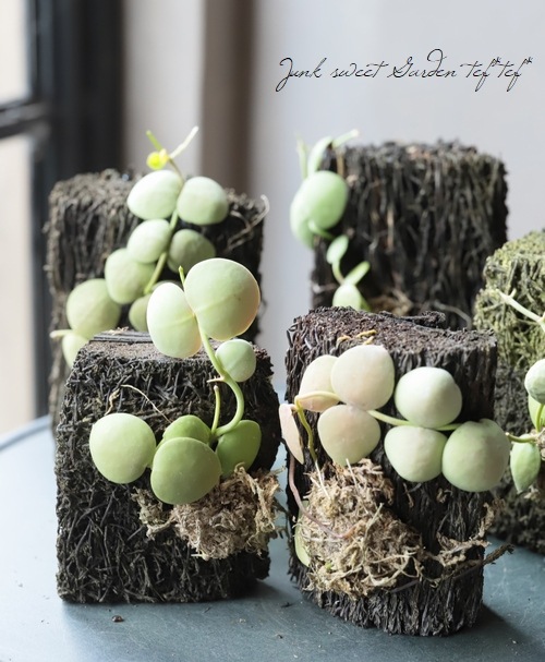 �ڴ��տ�ʪ�� �ǥ������ǥ��� �إ���֥ꥫ�����١�