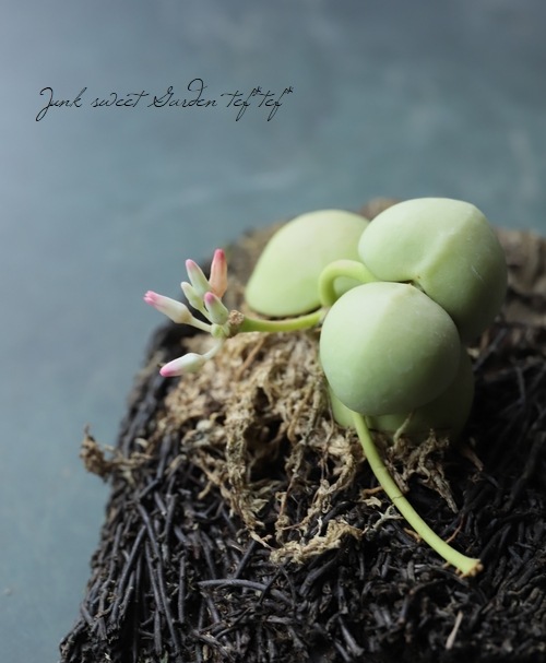 �ڴ��տ�ʪ�� �ǥ������ǥ��� �إ���֥ꥫ�����١�