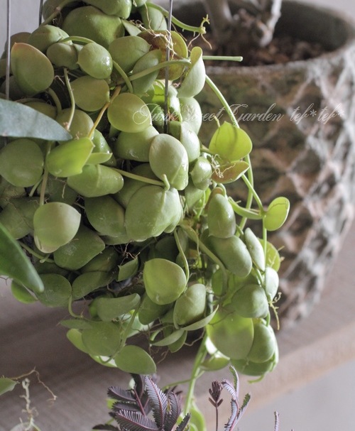 �ڴ��տ�ʪ�� �ǥ������ǥ��� �إ���֥ꥫ�����١�