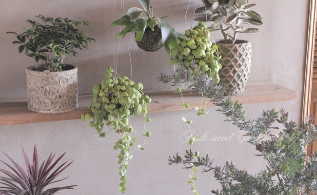 観葉植物】 ディスキディア 『インブリカータ』 | すべての商品