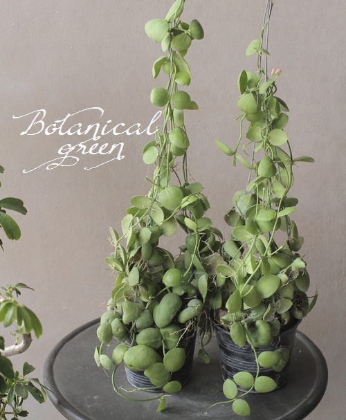 観葉植物】 ディスキディア 『インブリカータ』 | すべての商品