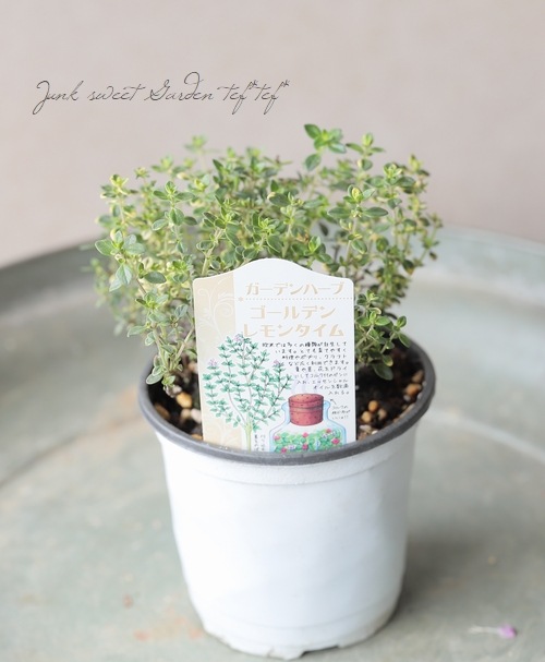 ハーブ】 『ゴールデンレモンタイム』 | すべての商品 | | Junk sweet