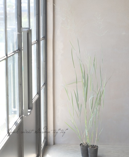 ���Ͼ����ʤ�10��off�ۡڥ��饹��ʪ�ۥѥ˥��� �إ��饹�֥롼���� 