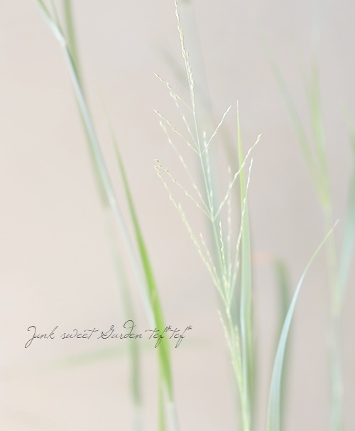 ���Ͼ����ʤ�10��off�ۡڥ��饹��ʪ�ۥѥ˥��� �إ��饹�֥롼���� 