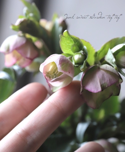 ���ʼ���ꥹ�ޥ����������إ����� -Dacaya-��