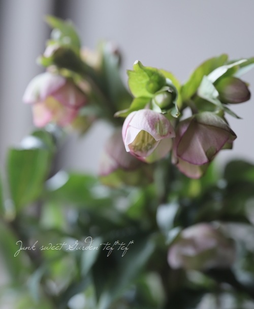 ���ʼ���ꥹ�ޥ����������إ����� -Dacaya-��