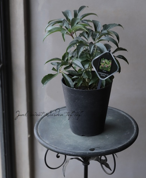 ���ʼ���ꥹ�ޥ����������إ����� -Dacaya-��