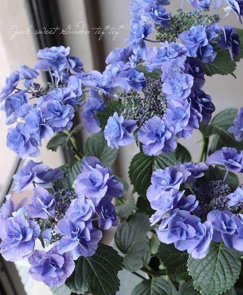 八重咲き紫陽花 『フェアリーマーブル』 ブルー | すべての商品